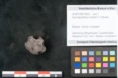 Foto (Objekt + Etikett) von Spondylostrobus smythii F.V. Mueller (NHMW-GEO-2024-0188-10402)